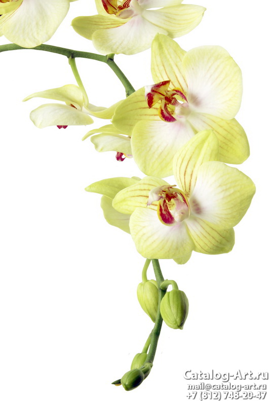 Yellow orchids 11